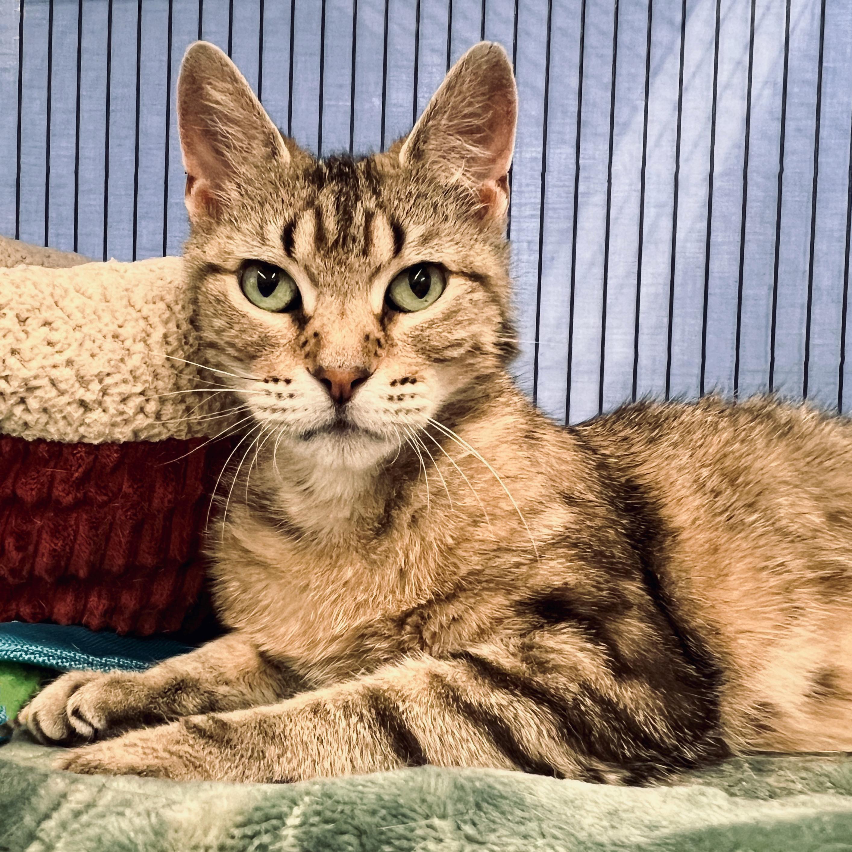Gertrude, Adult Female unknown