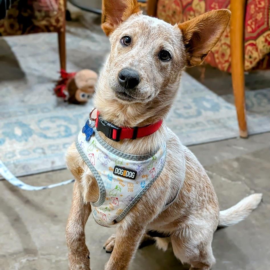 Enlarge Spike, an adopted Australian Cattle Dog / Blue Heeler in St. George, UT image 4/5