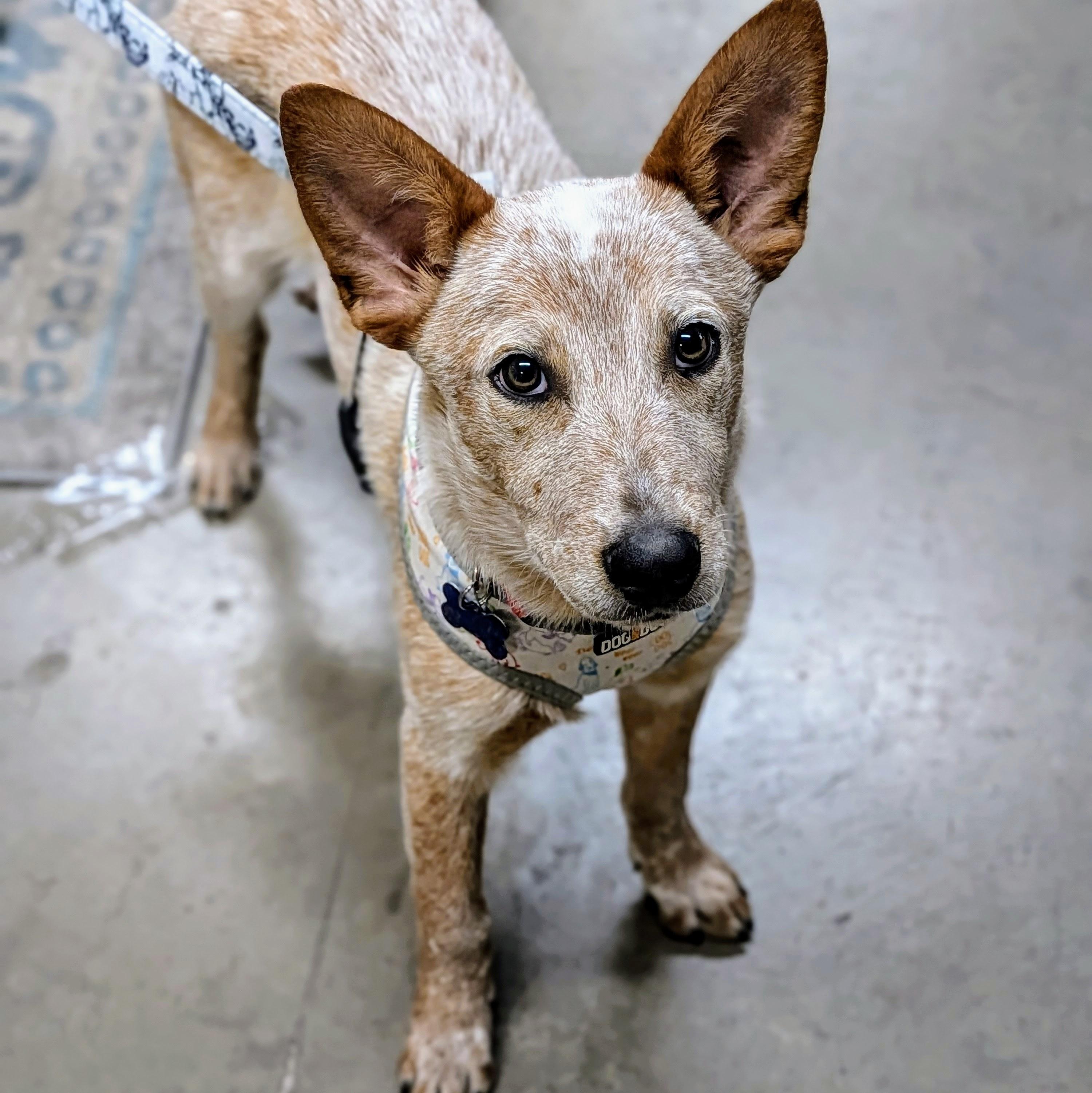 Enlarge Spike, an adopted Australian Cattle Dog / Blue Heeler in St. George, UT image 5/5