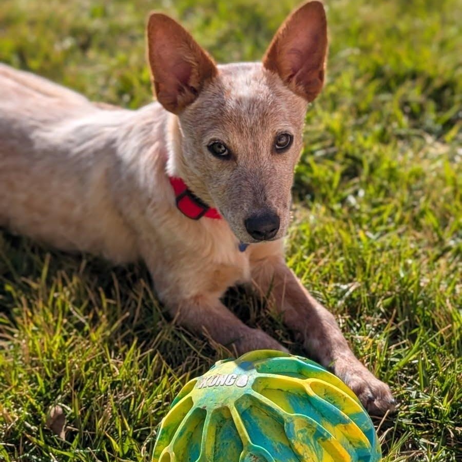 Enlarge Spike, an adopted Australian Cattle Dog / Blue Heeler in St. George, UT image 3/5