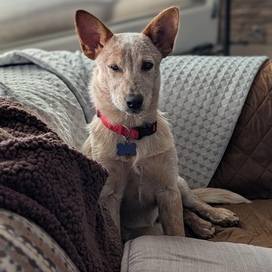 Enlarge Spike, an adopted Australian Cattle Dog / Blue Heeler in St. George, UT image 2/5