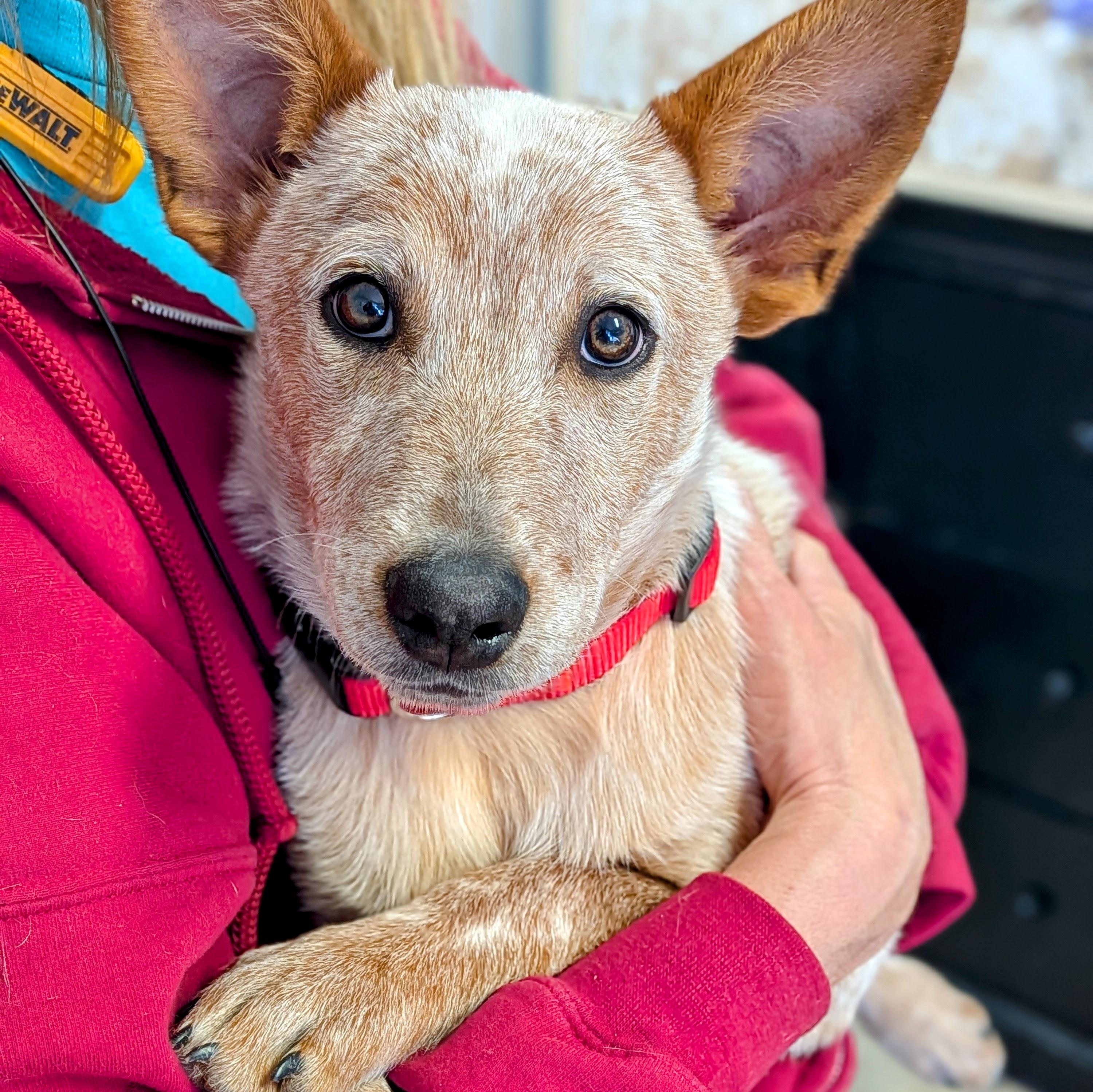 Enlarge Spike, an adopted Australian Cattle Dog / Blue Heeler in St. George, UT image 1/5