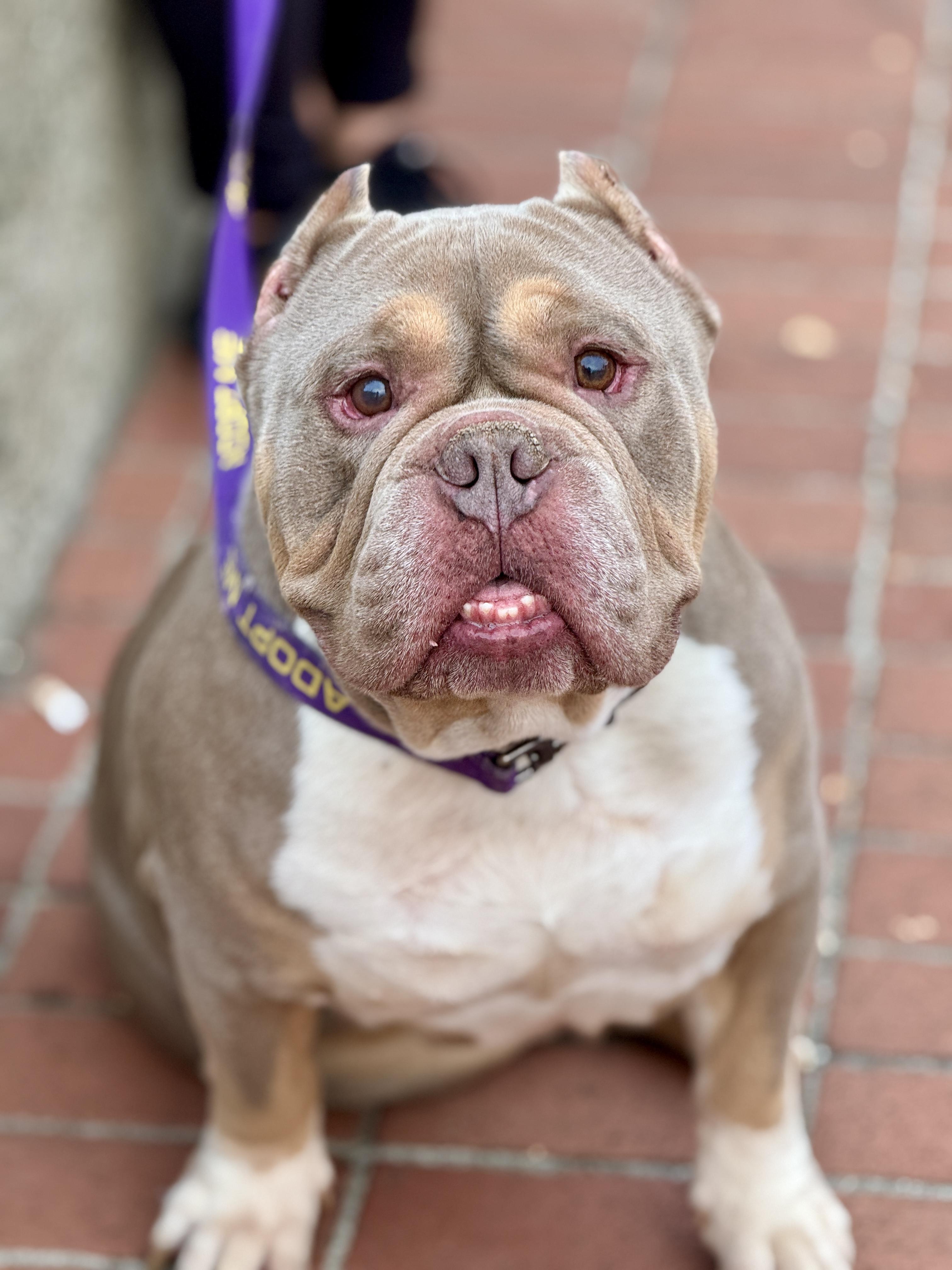 Rocky, Adoptable, Adult Male American Bully.