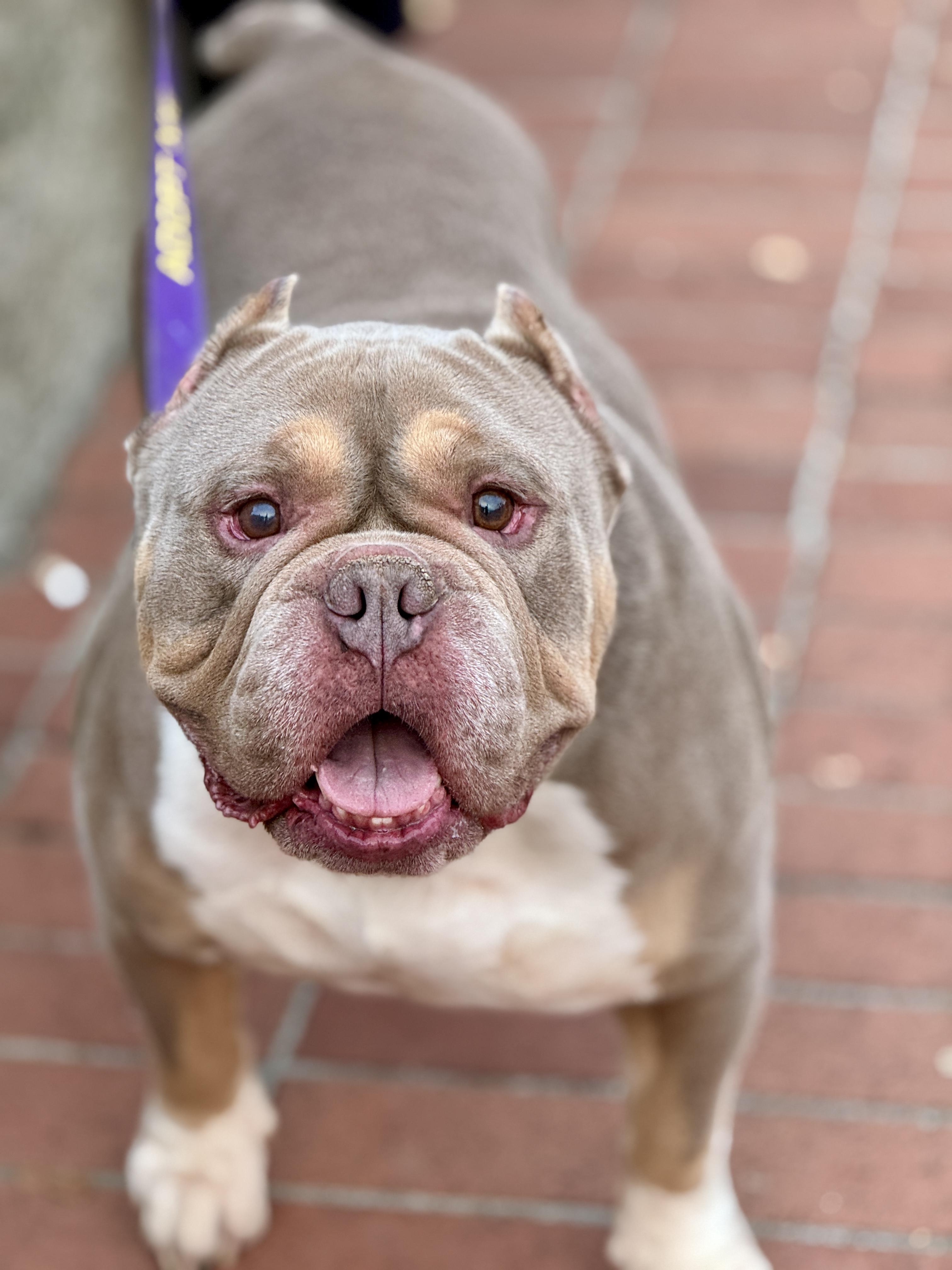 Rocky, a Adoptable American Bully in San Francisco, CA image 2/2