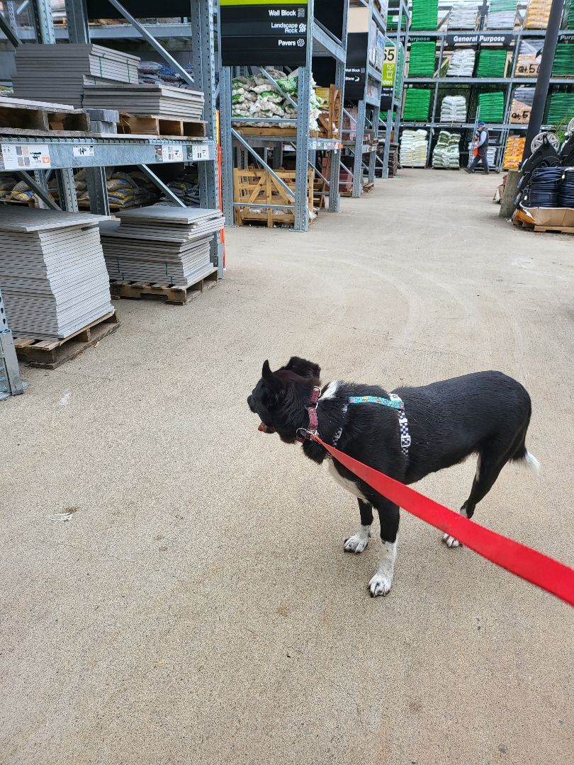Enlarge Panther, a Adoptable mixed breed in Kirkland, WA image 7/10