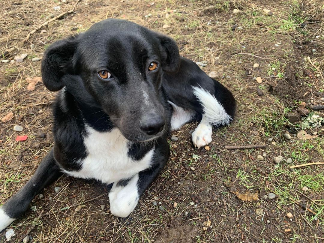 Enlarge Panther, a Adoptable mixed breed in Kirkland, WA image 8/10