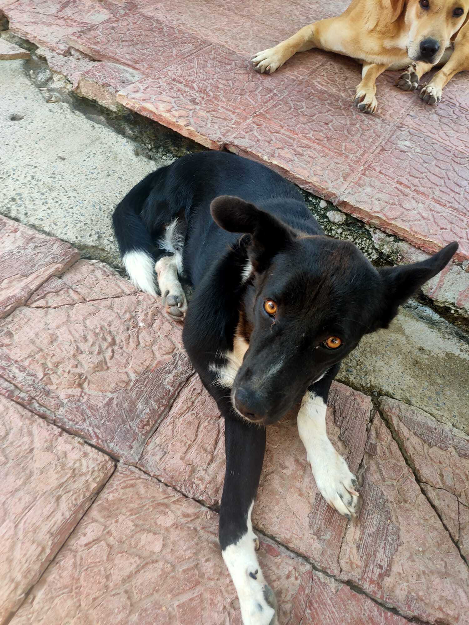 Enlarge Panther, a Adoptable mixed breed in Kirkland, WA image 9/10