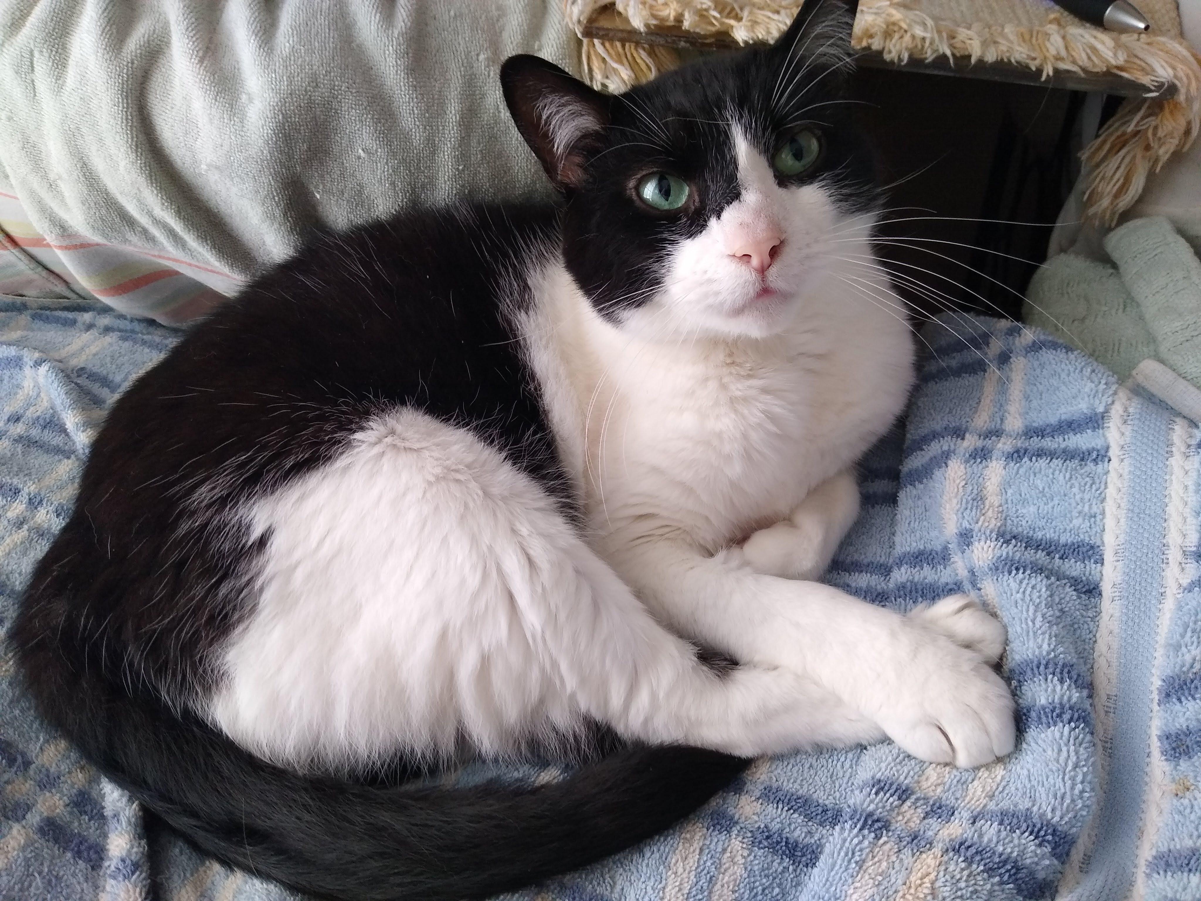 Bandit - CP, Adoptable, Senior Male Domestic Short Hair.
