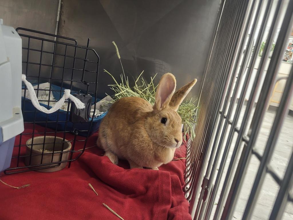 Reba, a Adoptable Bunny Rabbit in CRYSTAL LAKE, IL image 1/6