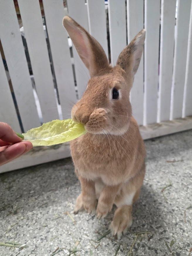 Enlarge Reba, a Adoptable Bunny Rabbit in CRYSTAL LAKE, IL image 2/6
