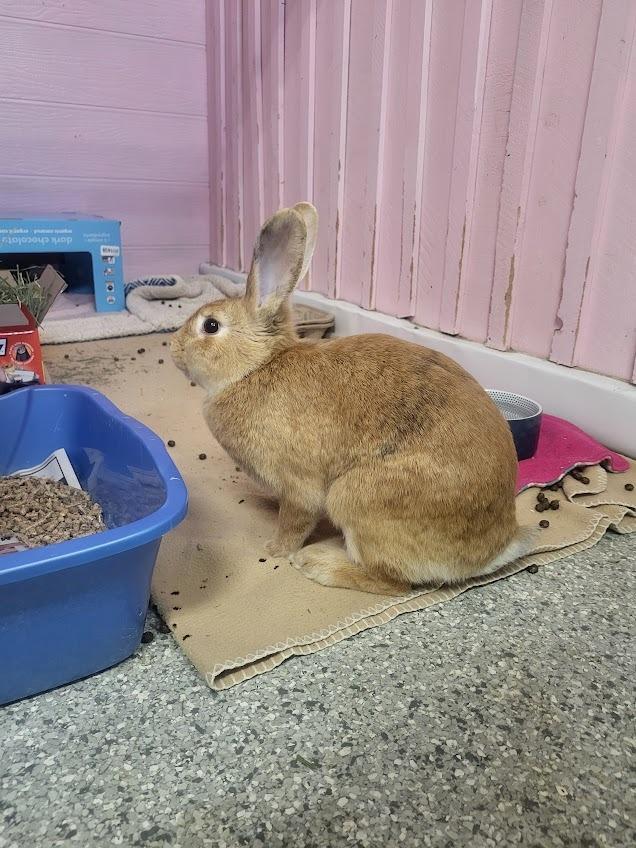 Reba, a Adoptable Bunny Rabbit in CRYSTAL LAKE, IL image 2/6