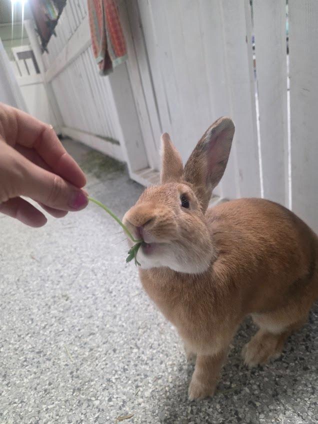 Reba, a Adoptable Bunny Rabbit in CRYSTAL LAKE, IL image 4/6