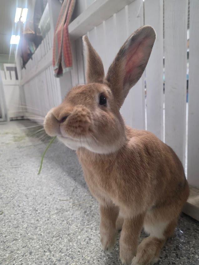 Reba, a Adoptable Bunny Rabbit in CRYSTAL LAKE, IL image 5/6