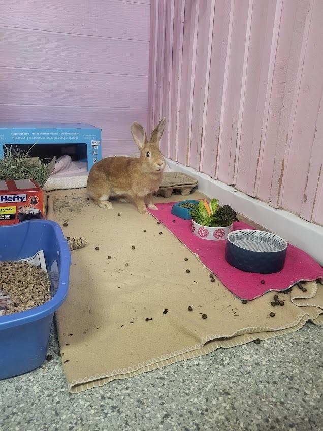 Enlarge Reba, a Adoptable Bunny Rabbit in CRYSTAL LAKE, IL image 3/3