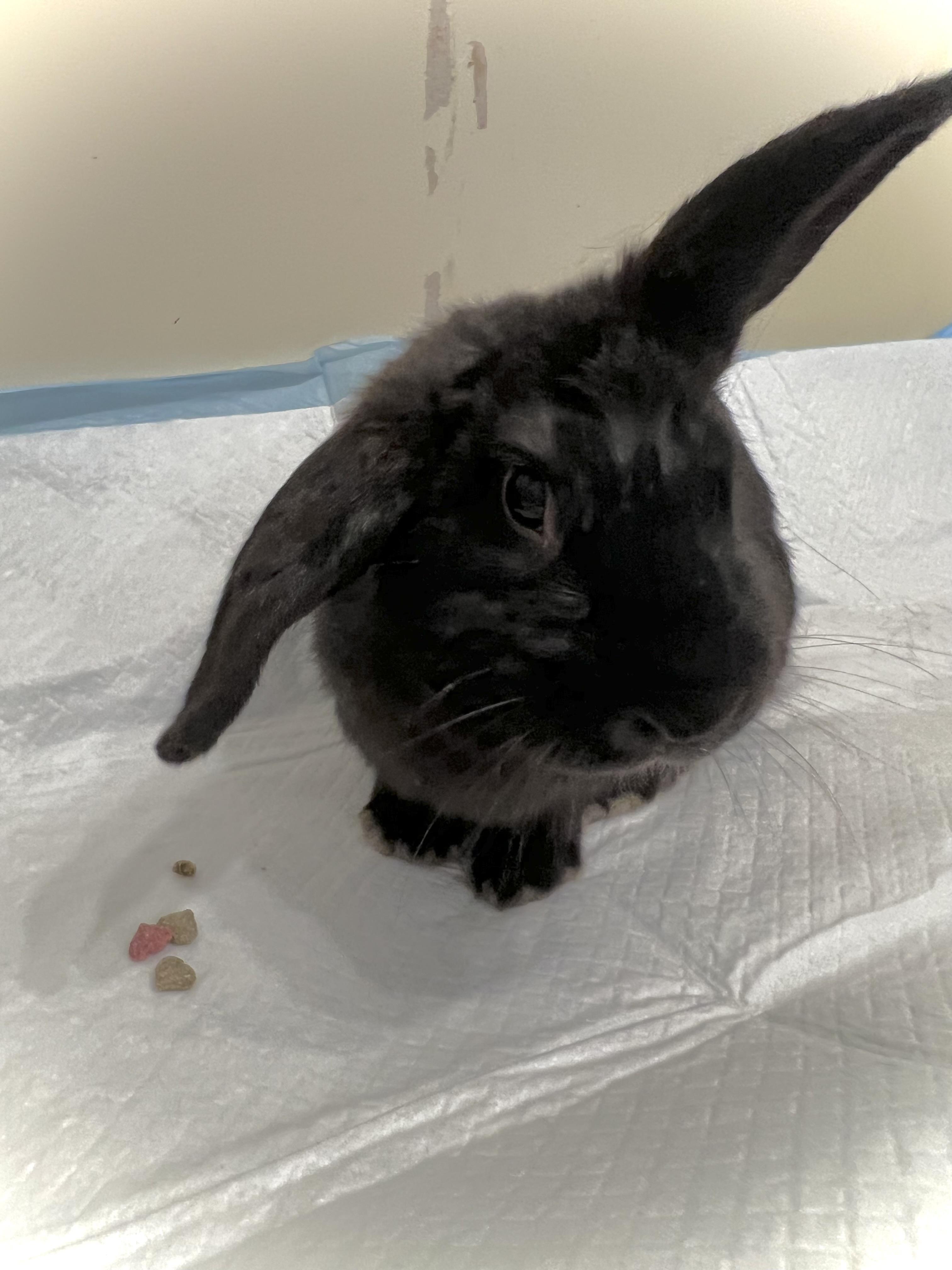 Blackberry, Adoptable, Young Male Mini Lop.