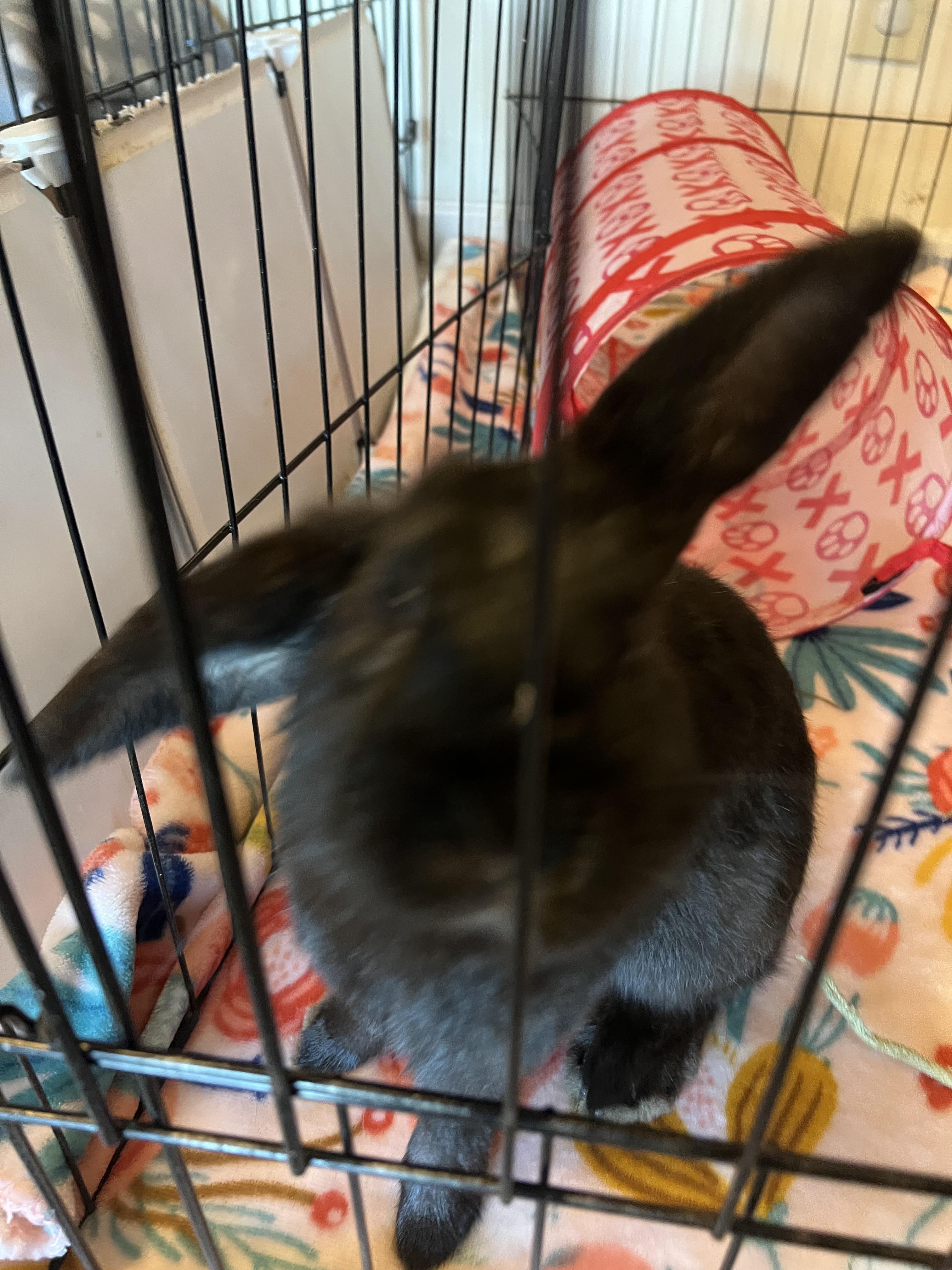 Enlarge Blackberry, a Adoptable Mini Lop in Huntsville, AL image 2/5