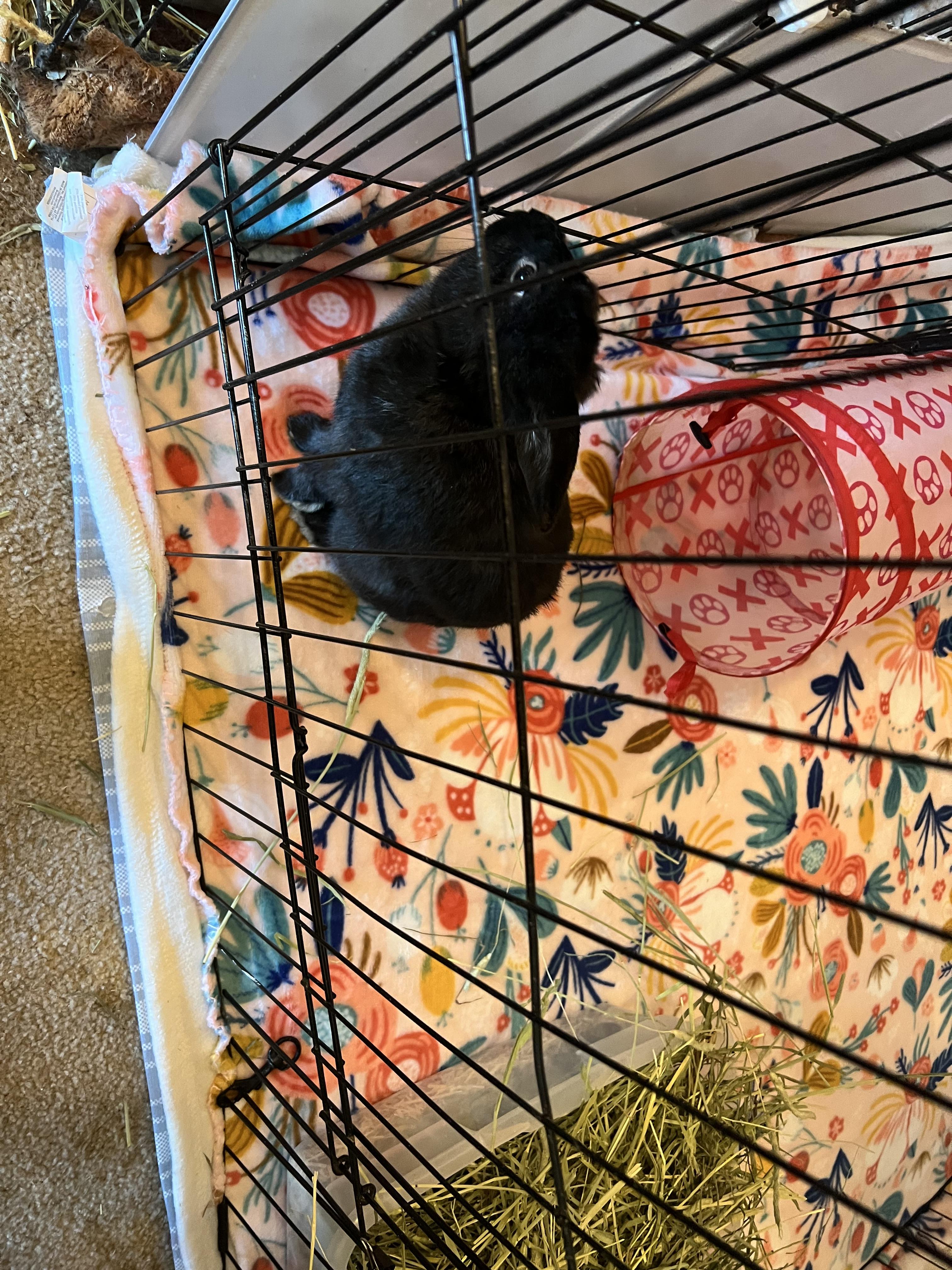 Enlarge Blackberry, a Adoptable Mini Lop in Huntsville, AL image 3/5