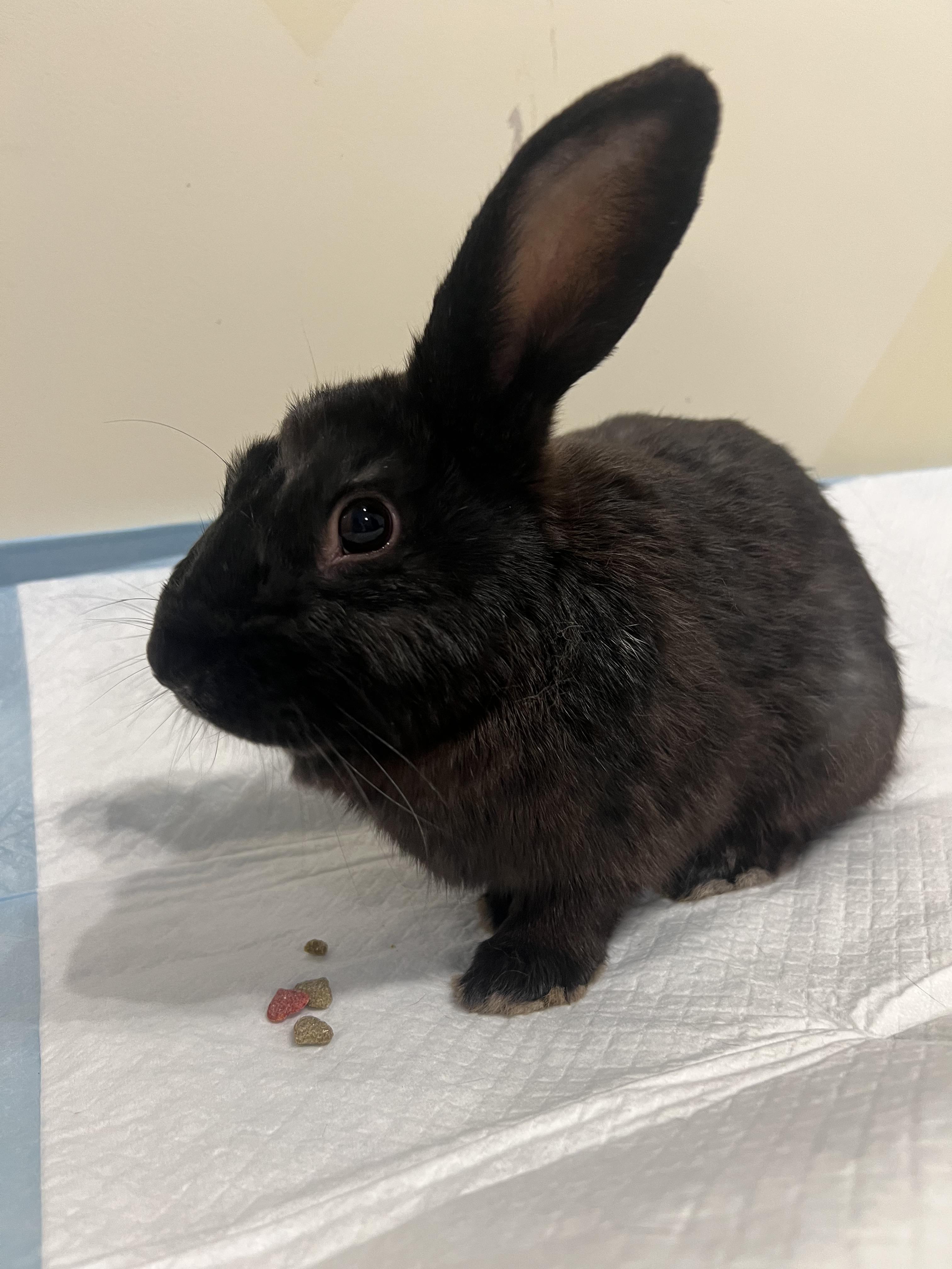 Enlarge Blackberry, a Adoptable Mini Lop in Huntsville, AL image 4/5