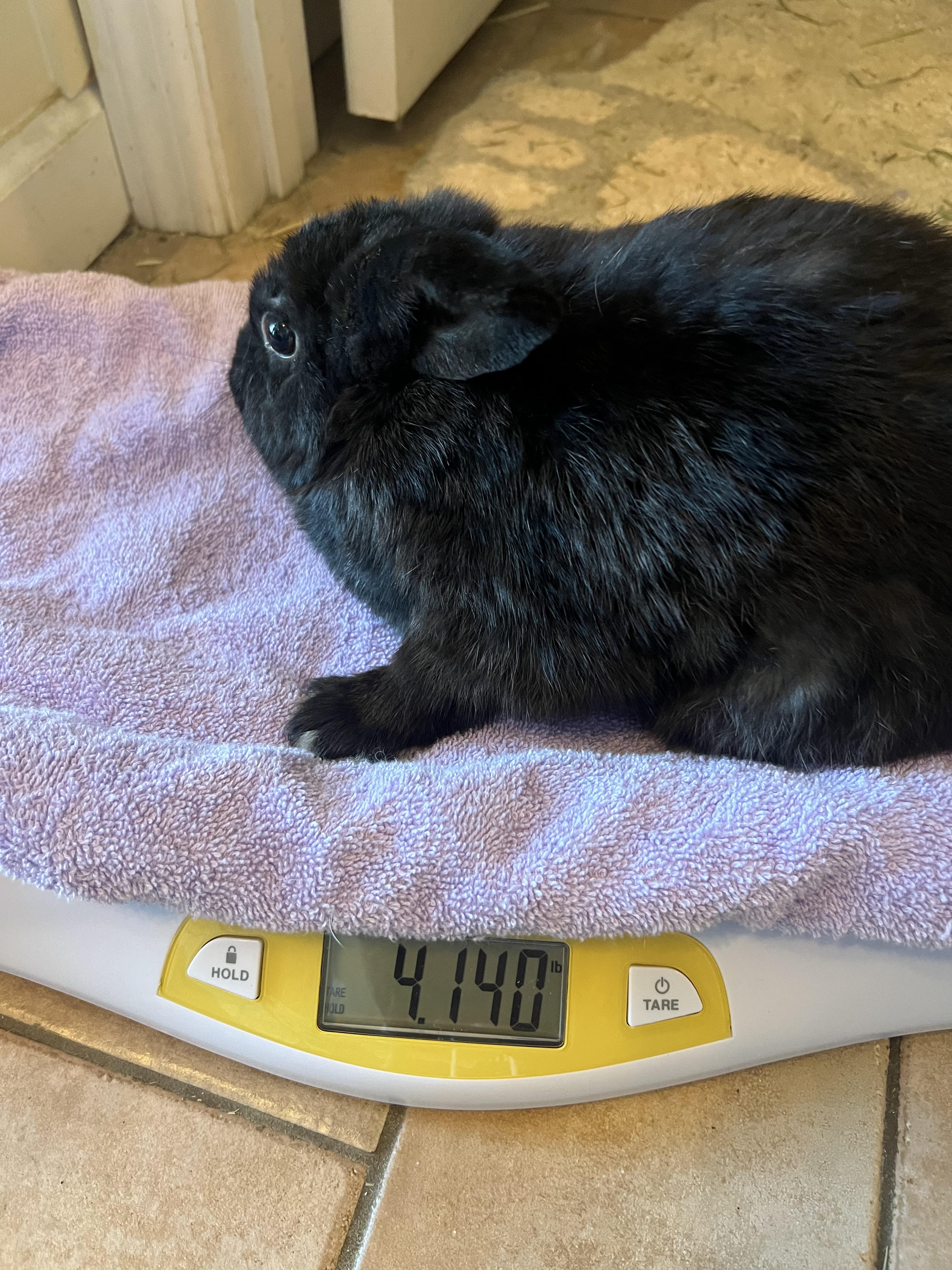 Enlarge Blackberry, a Adoptable Mini Lop in Huntsville, AL image 5/5
