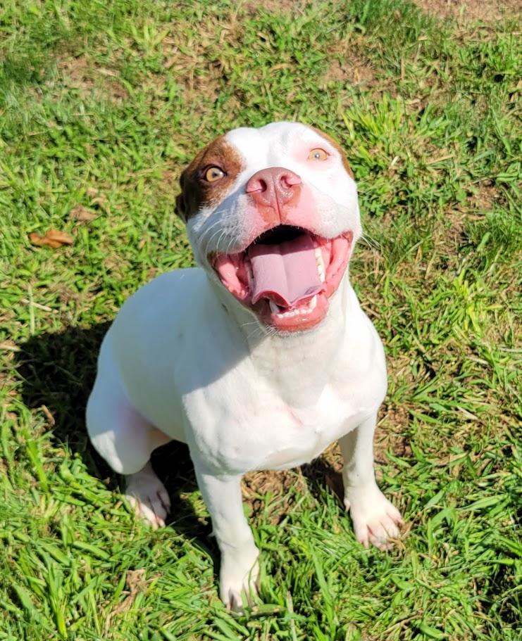 Enlarge Augustus, a ADOPTABLE mixed breed in Lisbon, OH image 3/3