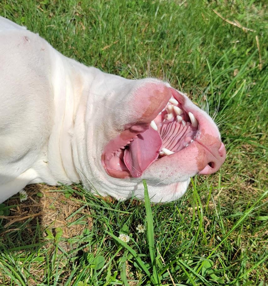 Enlarge Augustus, a ADOPTABLE mixed breed in Lisbon, OH image 2/3