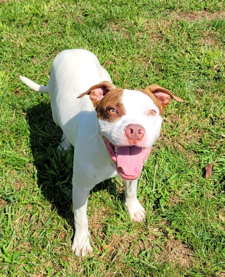 Augustus, ADOPTABLE, Young Male Pit Bull Terrier.