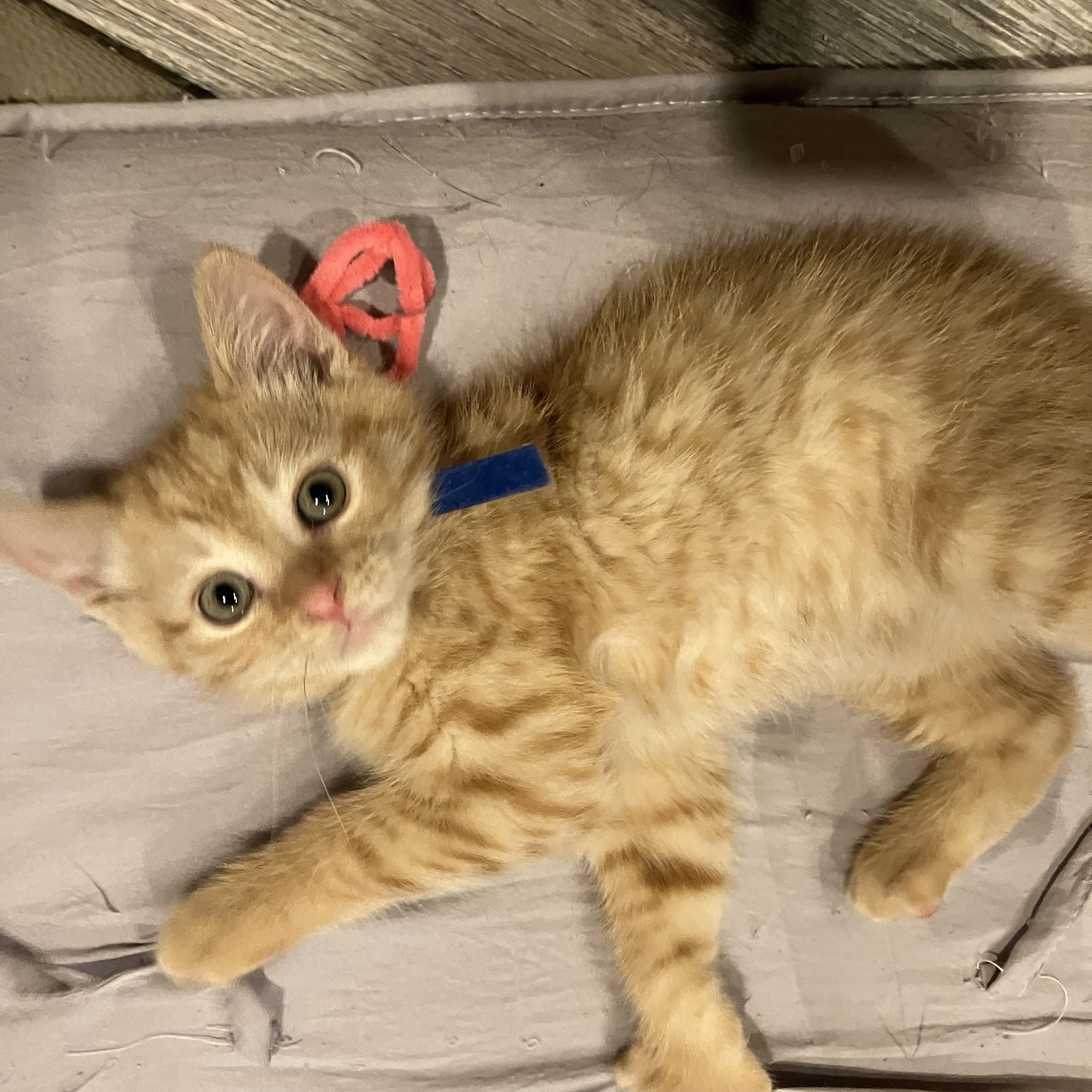 Enlarge Zest, an adopted mixed breed in Omaha, NE image 1/1