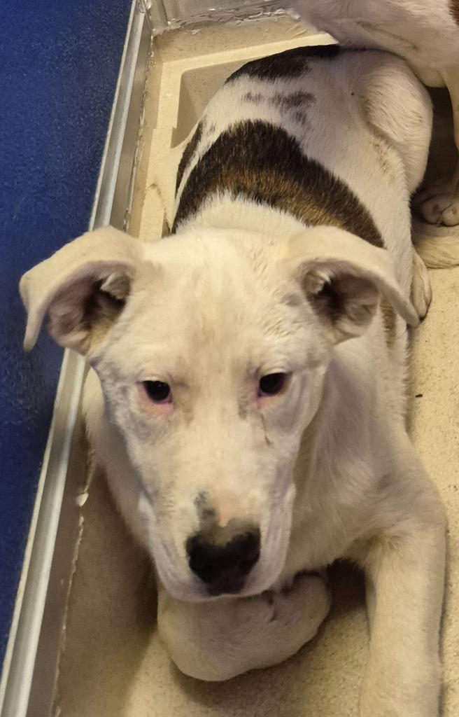 Enlarge Adonis, a Adoptable mixed breed in Moriarty, NM image 2/3