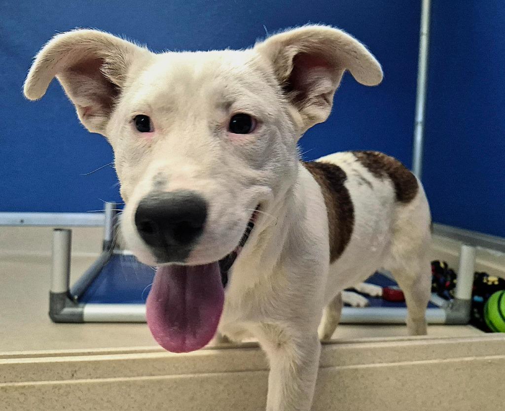 Enlarge Adonis, a Adoptable mixed breed in Moriarty, NM image 3/3
