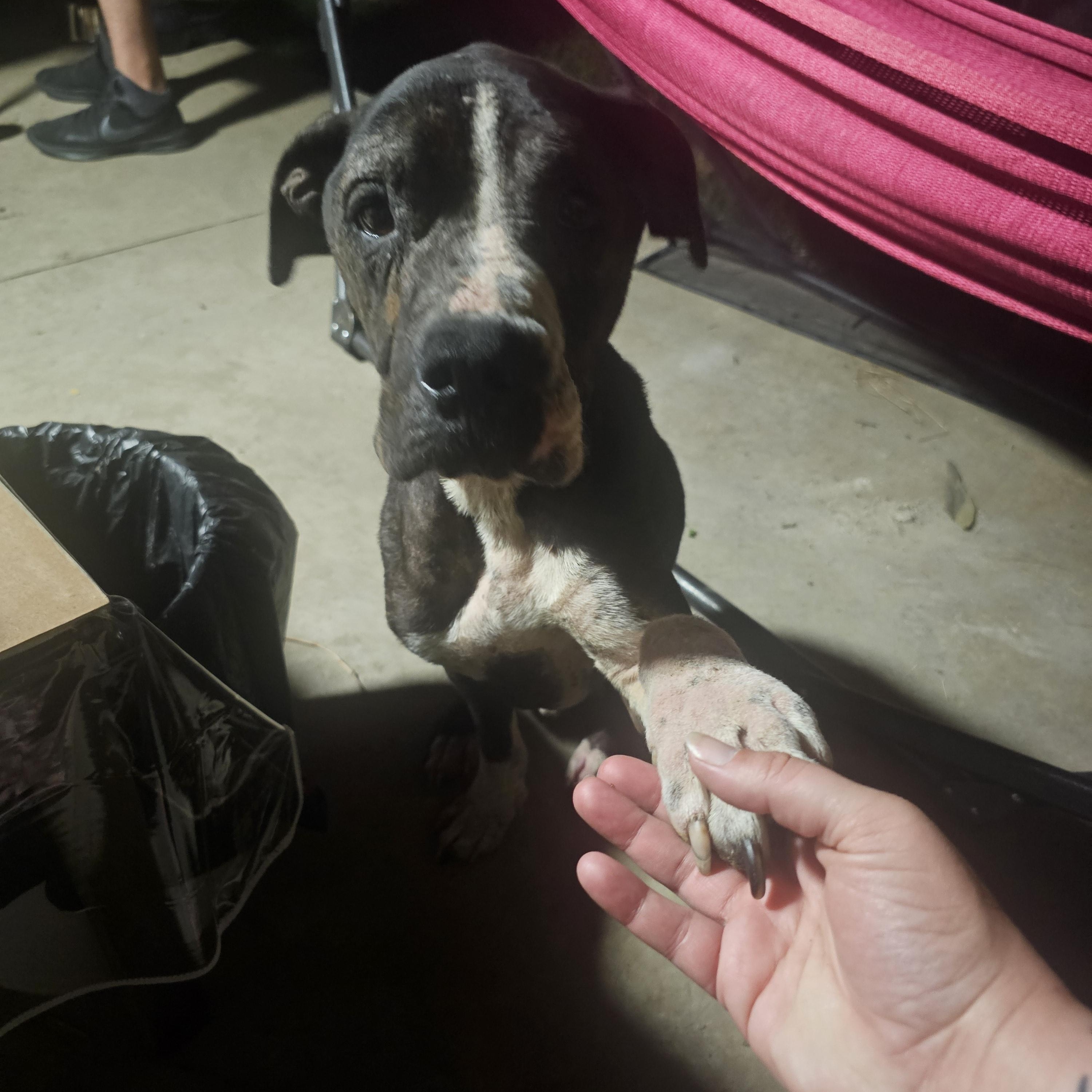 SKEETER — thumbnail 3