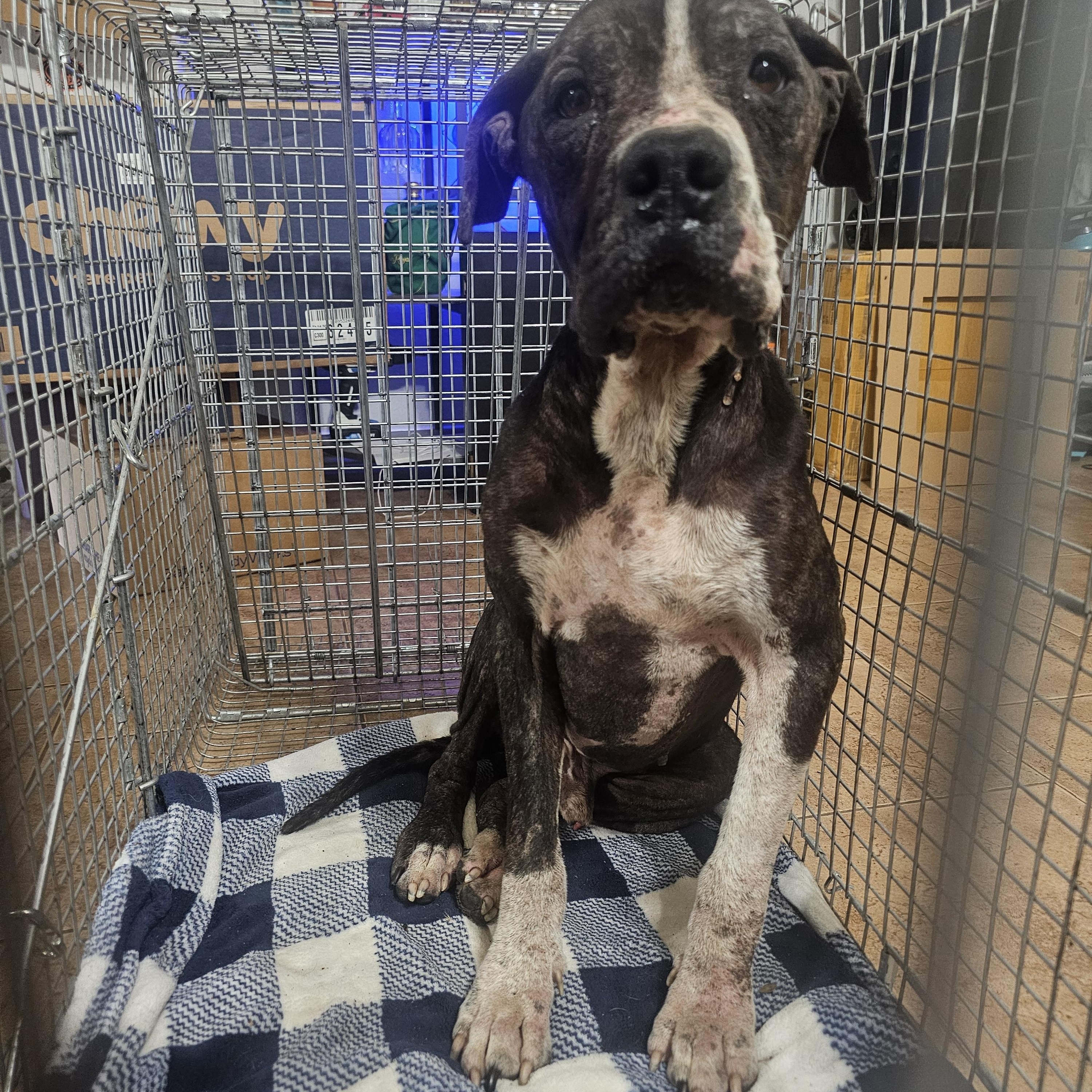 SKEETER — thumbnail 4