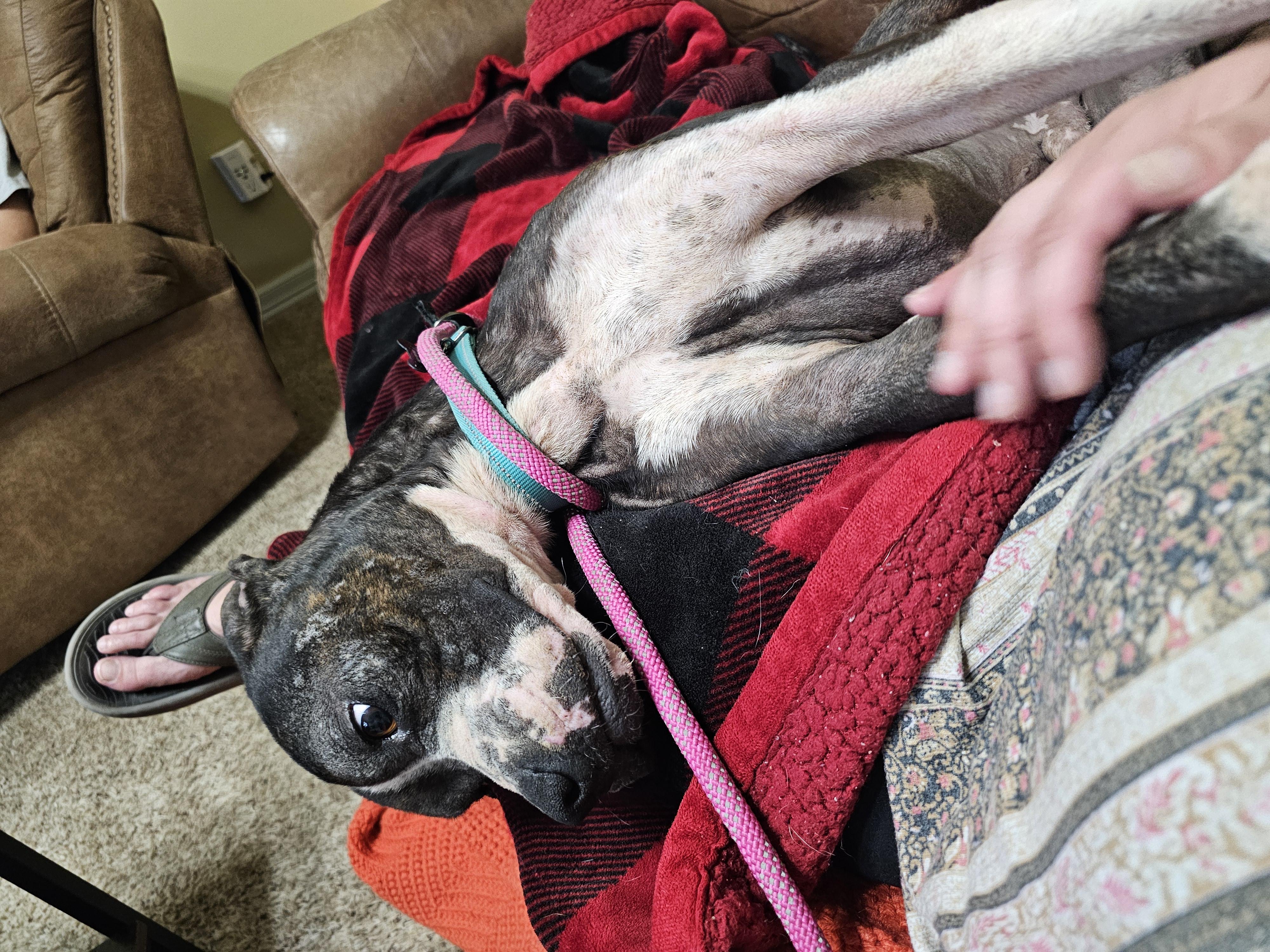 SKEETER — thumbnail 6