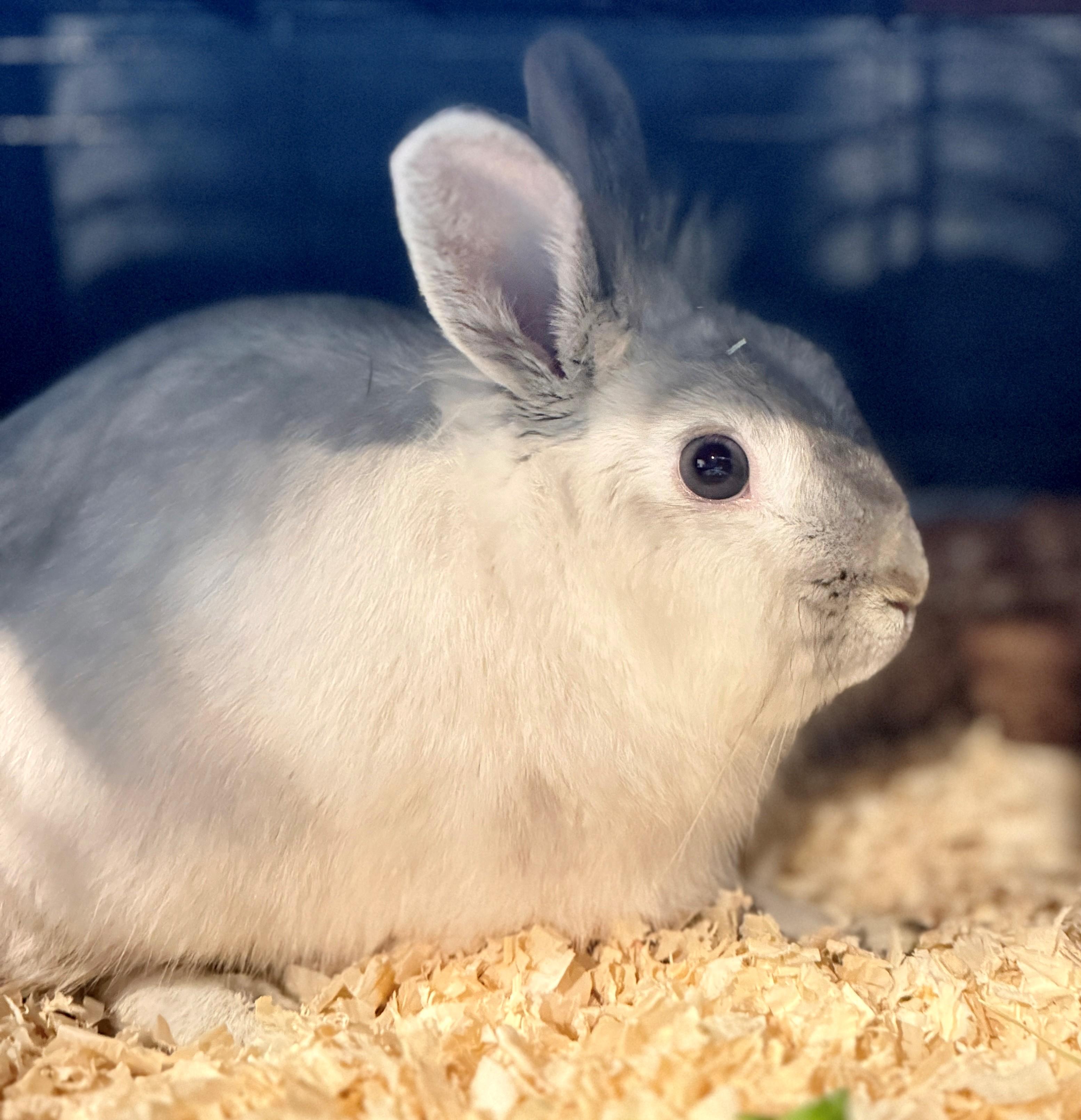 Enlarge Wolkje, a Adoptable American in Hamilton, ON image 3/3