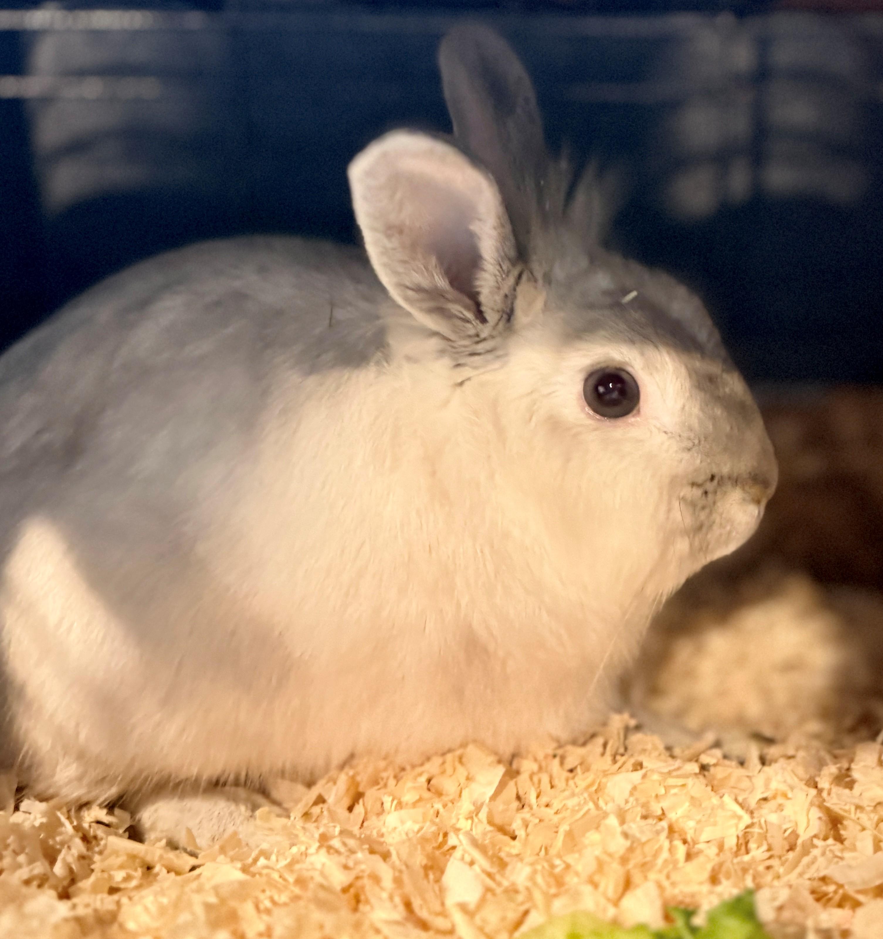 Enlarge Wolkje, a Adoptable American in Hamilton, ON image 2/3