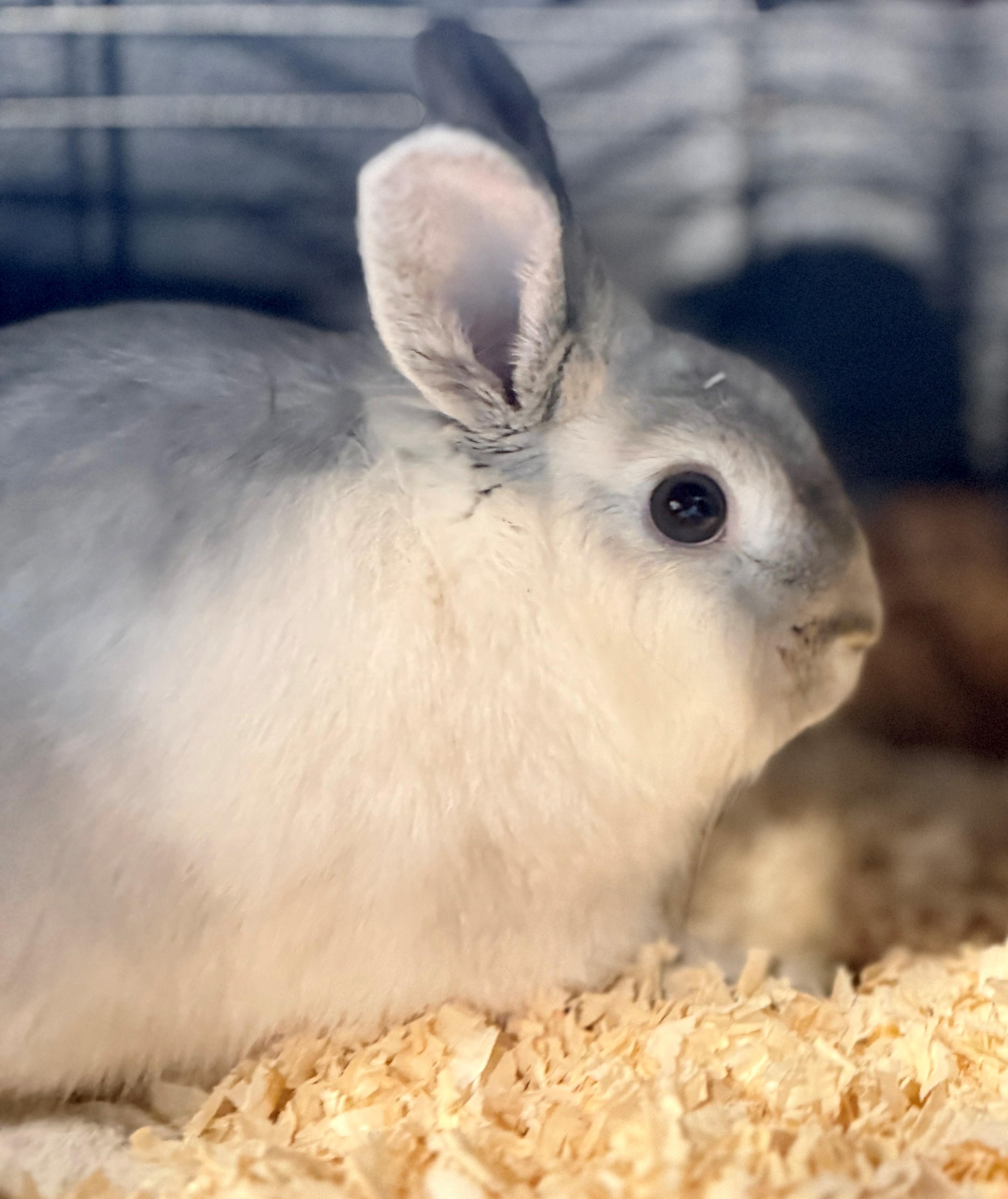 Enlarge Wolkje, a Adoptable American in Hamilton, ON image 1/3
