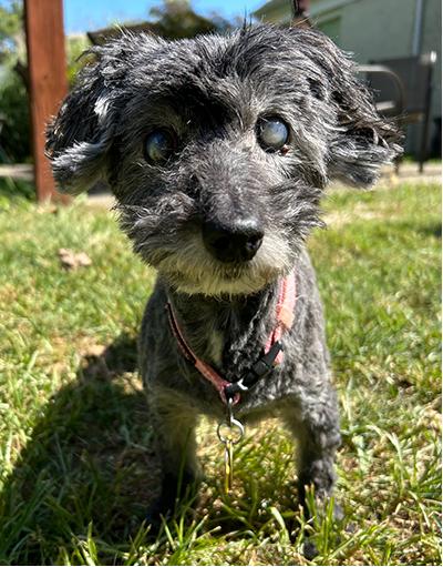 Helen, a Adoptable Miniature Schnauzer in Miamisburg, OH image 2/3