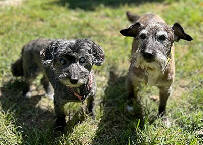 Helen, a Adoptable Miniature Schnauzer in Miamisburg, OH image 3/3