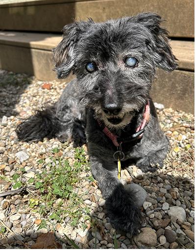 Helen, a Adoptable Miniature Schnauzer in Miamisburg, OH image 1/3