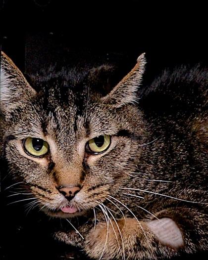 Enlarge Georgie, a Adoptable Domestic Short Hair in Cleveland, OH image 1/2