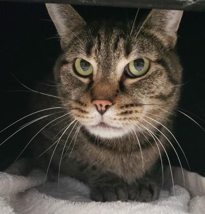 Georgie, Adoptable, Senior Male Domestic Short Hair & Domestic Short Hair.