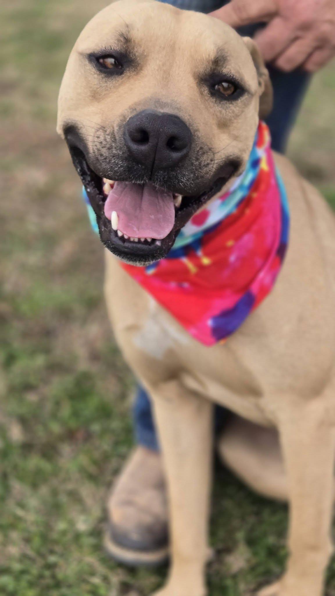 Enlarge General, a Adoptable mixed breed in Okemah, OK image 2/6