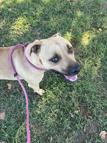 General, a Adoptable mixed breed in Okemah, OK image 2/6