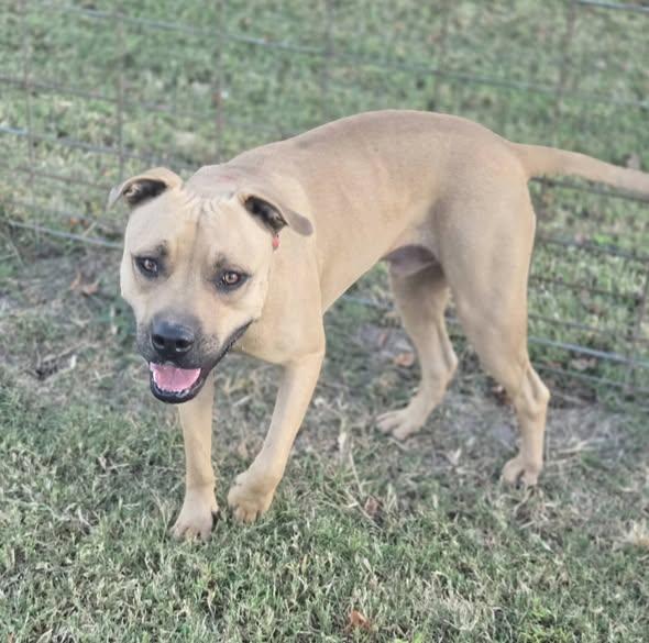 General, a Adoptable mixed breed in Okemah, OK image 5/6