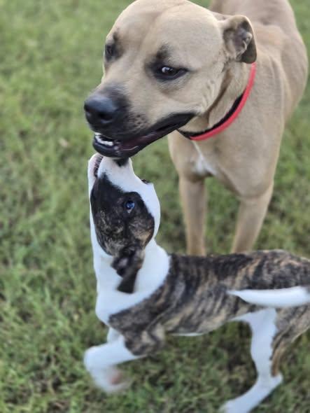 General, a Adoptable mixed breed in Okemah, OK image 6/6