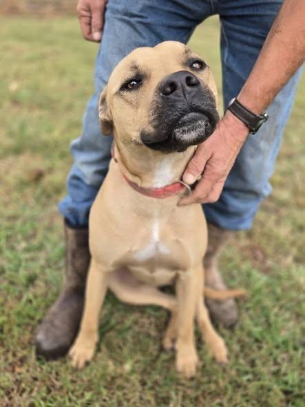 General, Adoptable, Adult Male Mixed Breed.