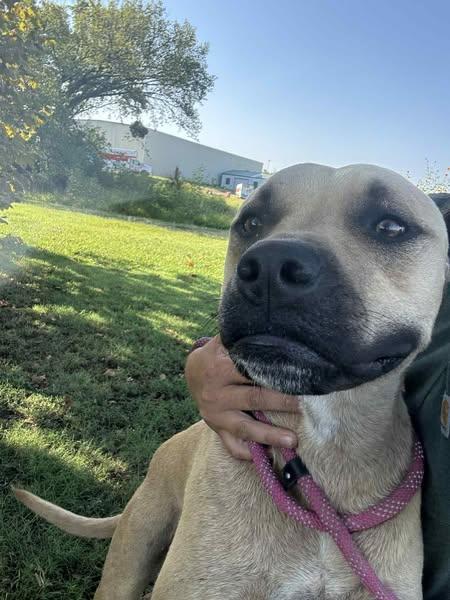 General, a Adoptable mixed breed in Okemah, OK image 3/6