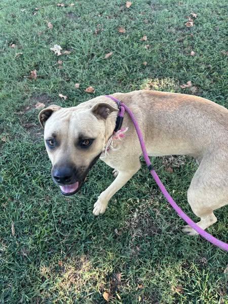 General, a Adoptable mixed breed in Okemah, OK image 4/6