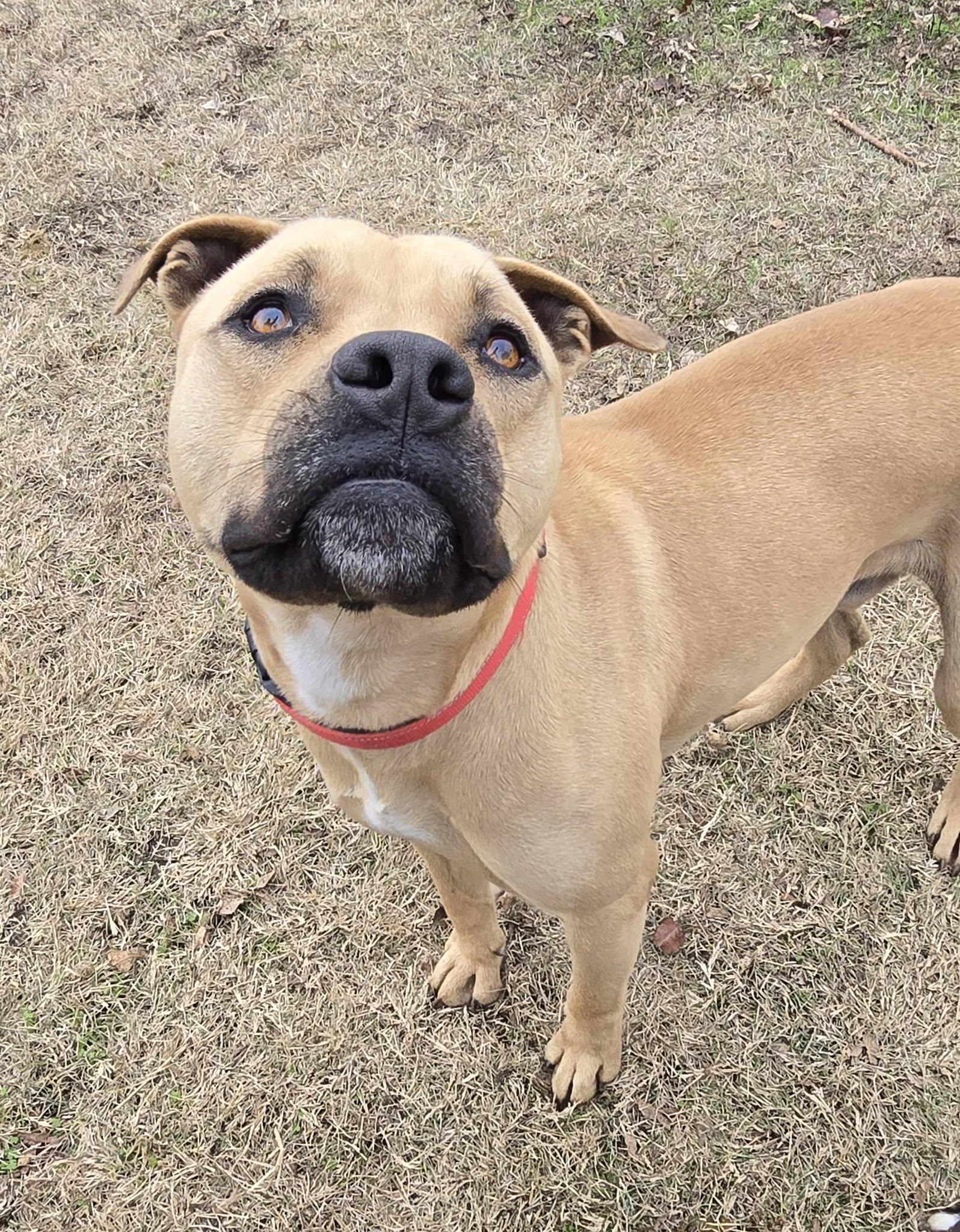 Enlarge General, a Adoptable mixed breed in Okemah, OK image 1/6