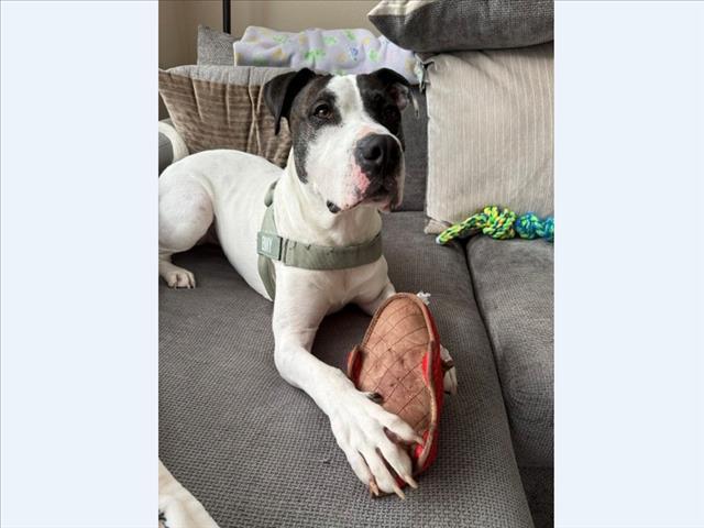 BENNY BOY, Adoptable, Adult Male Pit Bull Terrier & Mixed Breed.