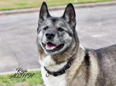 Enlarge Rani, a Adoptable Akita in Jacksonville, FL image 1/10